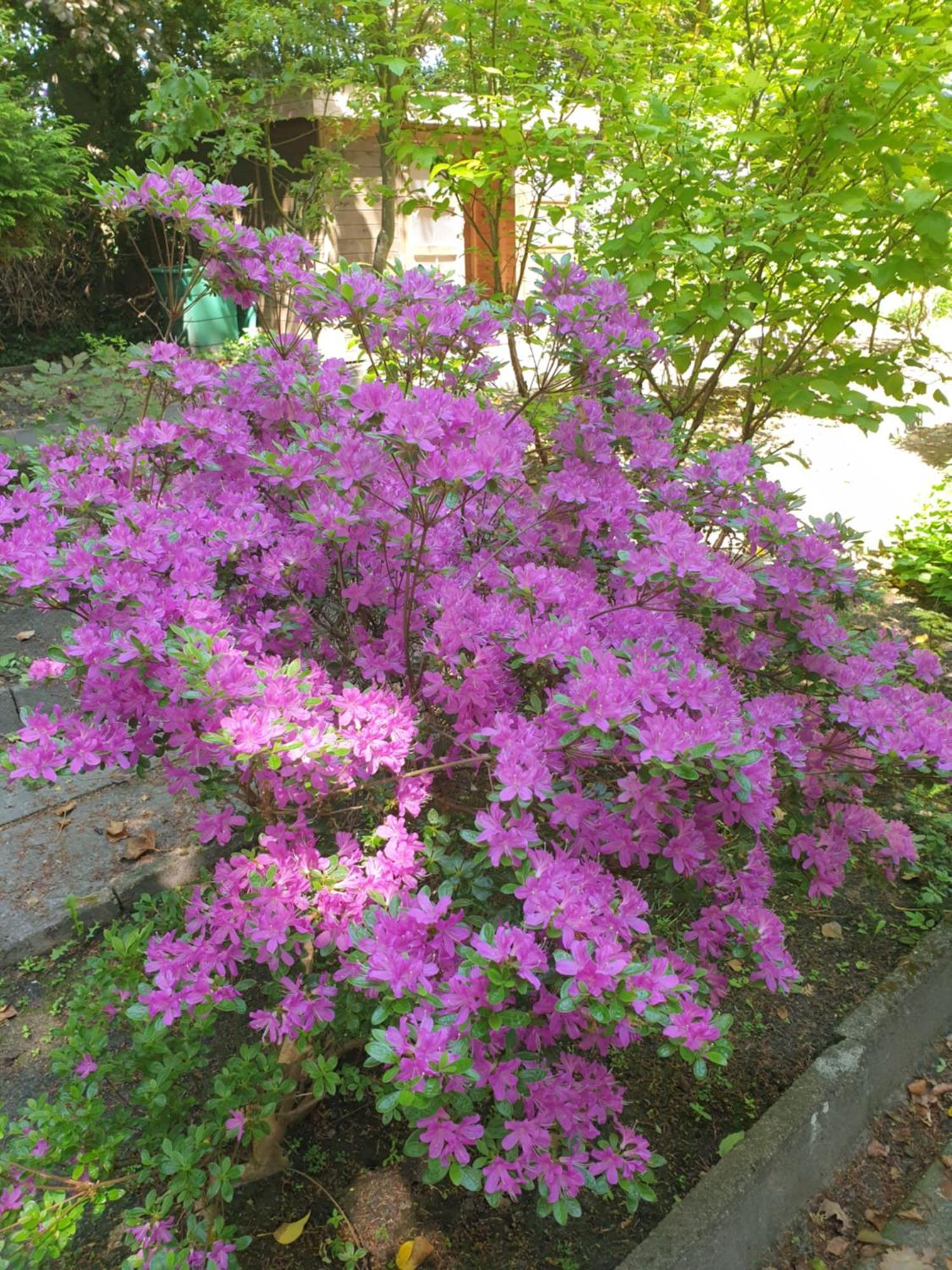 Ferienwohnung Gartenblick Вестерштеде Экстерьер фото